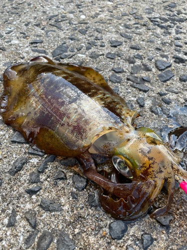 アオリイカの釣果