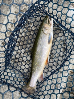 イワナの釣果