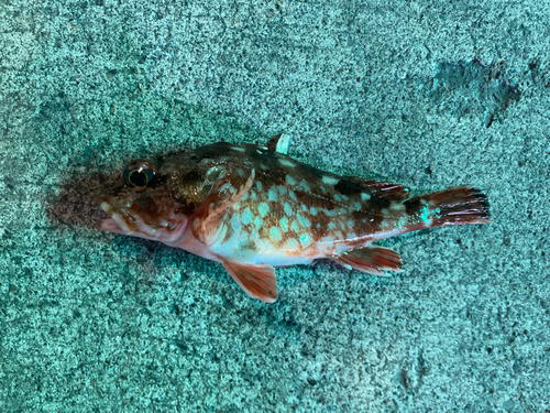 カサゴの釣果