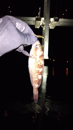 エゾメバルの釣果