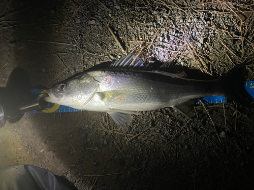 シーバスの釣果