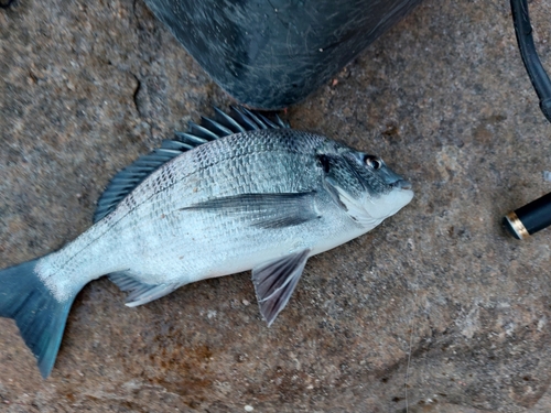 メイタの釣果