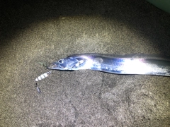 タチウオの釣果