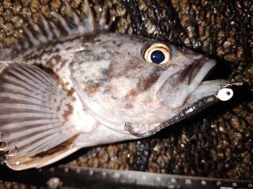 クロソイの釣果