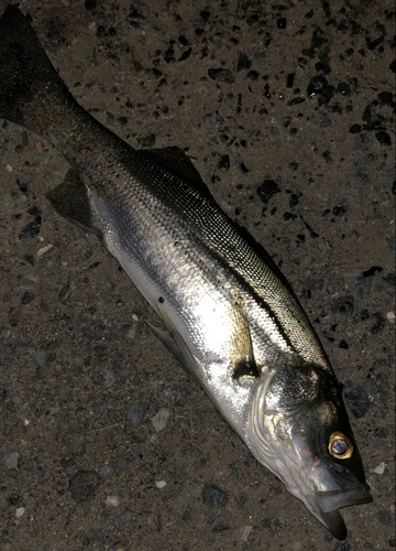 セイゴ（マルスズキ）の釣果