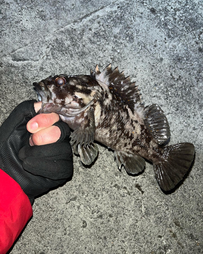 オウゴンムラソイの釣果