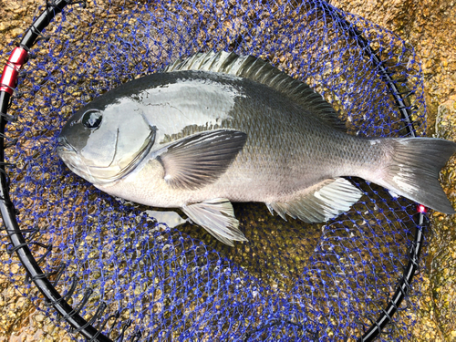 クチブトグレの釣果