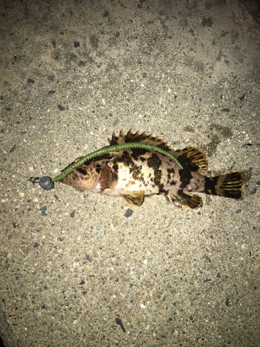 タケノコメバルの釣果