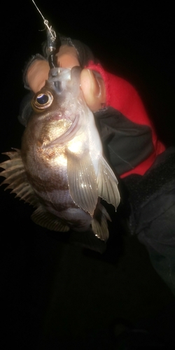 タケノコメバルの釣果