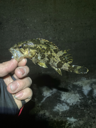 タケノコメバルの釣果