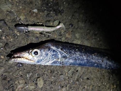 タチウオの釣果