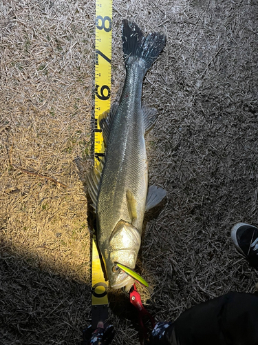 シーバスの釣果