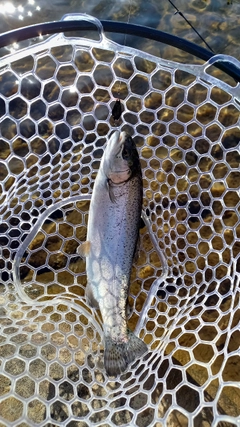 ニジマスの釣果