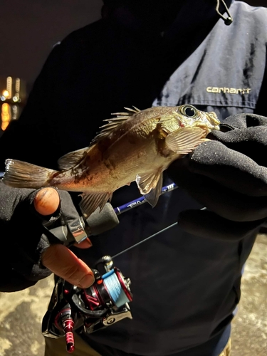 メバルの釣果