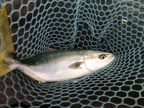 イナダの釣果