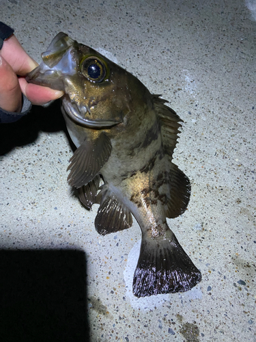 メバルの釣果