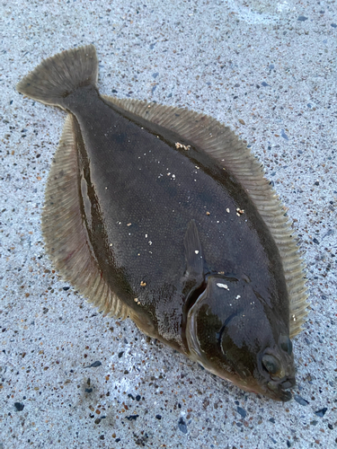 マコガレイの釣果