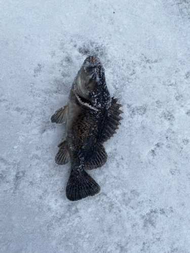 クロソイの釣果