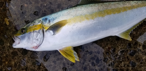 ブリの釣果