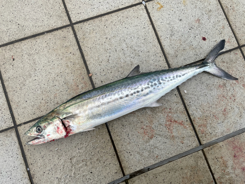 サゴシの釣果