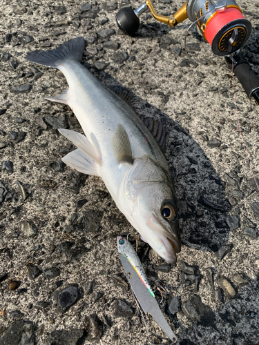 マルスズキの釣果