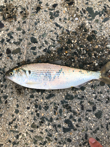 コノシロの釣果