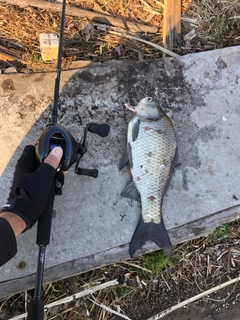 ヘラブナの釣果