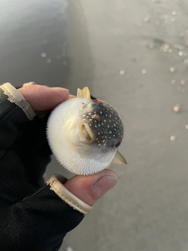 フグの釣果