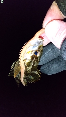 タケノコメバルの釣果