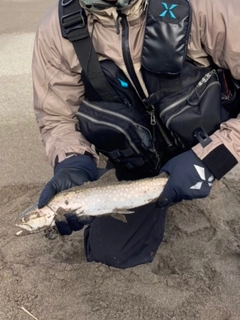 アメマスの釣果