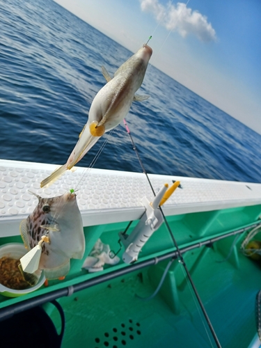 カワハギの釣果