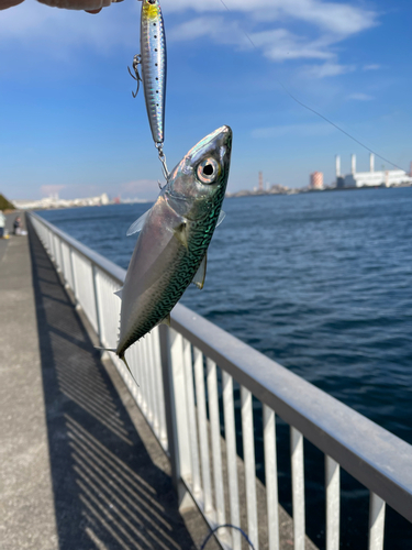 サバの釣果