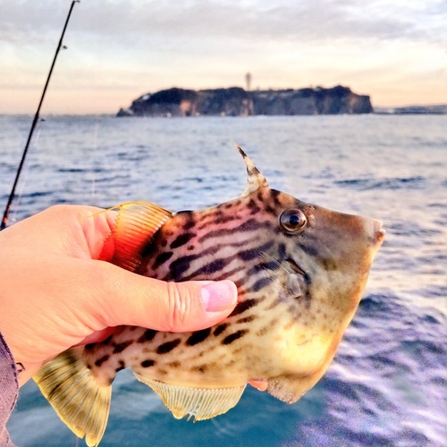 カワハギの釣果