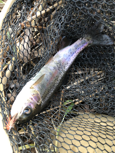 ニジマスの釣果