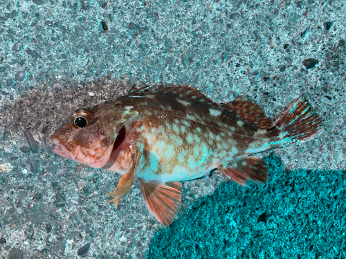 カサゴの釣果