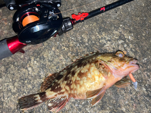 カサゴの釣果