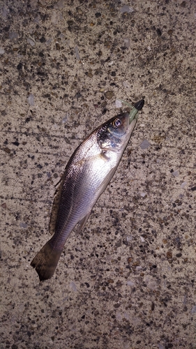 イシモチの釣果