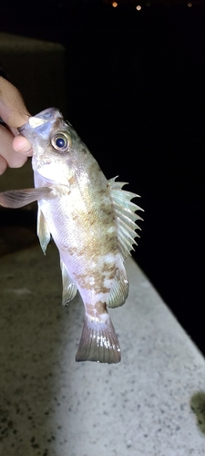 メバルの釣果