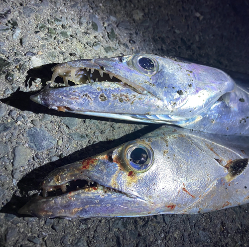 タチウオの釣果