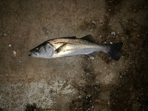 フッコ（マルスズキ）の釣果