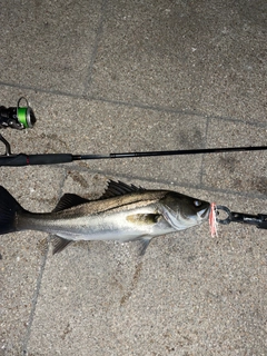 シーバスの釣果