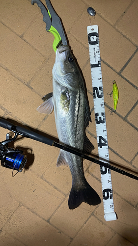 シーバスの釣果