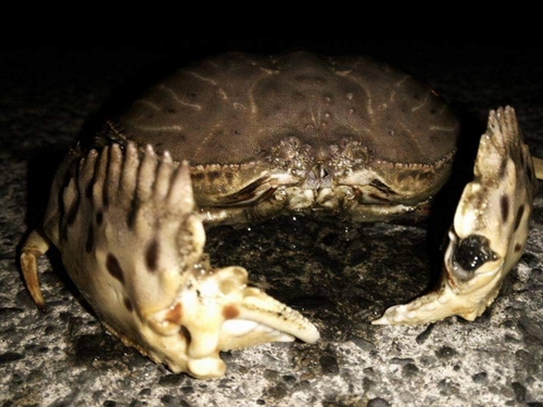 カニの釣果