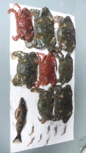 Crab Soft Shell (Frozen)