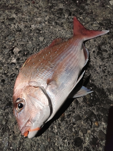 マダイの釣果