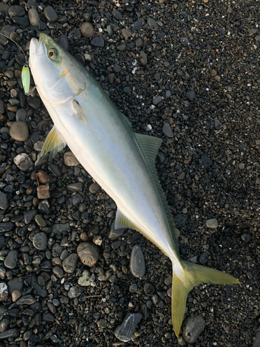 ブリの釣果