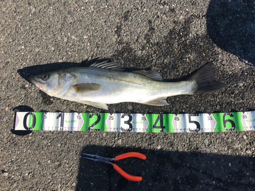 シーバスの釣果