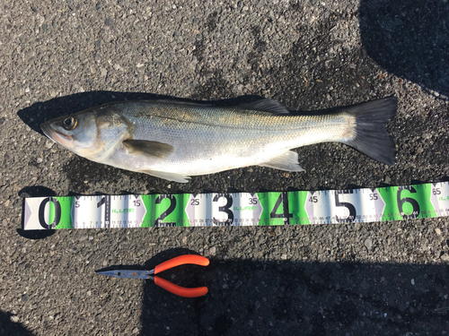 シーバスの釣果