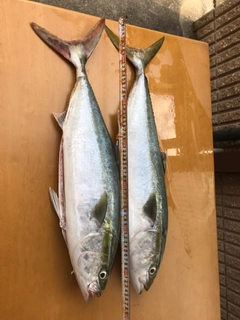 メジロの釣果