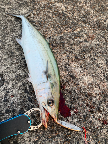 サゴシの釣果